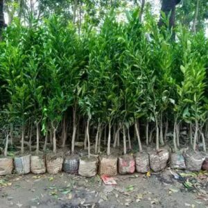 ৩ টি দার্জিলিং কমলা / বাংলা কমলা চারা